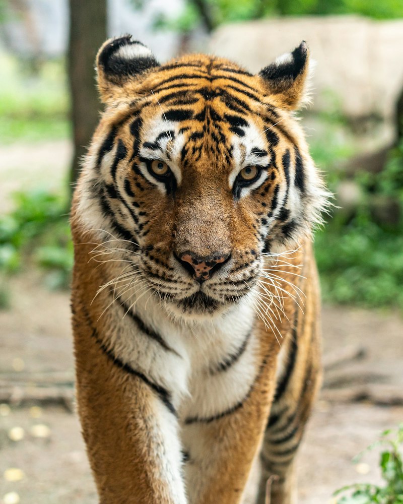 Bengal tiger walking in the forest