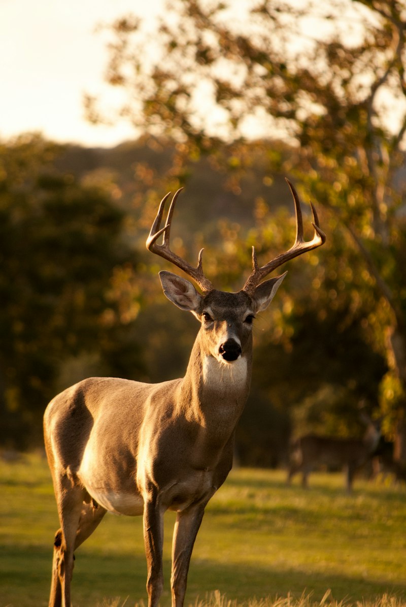 Grazing herd protected by non-lethal deterrents