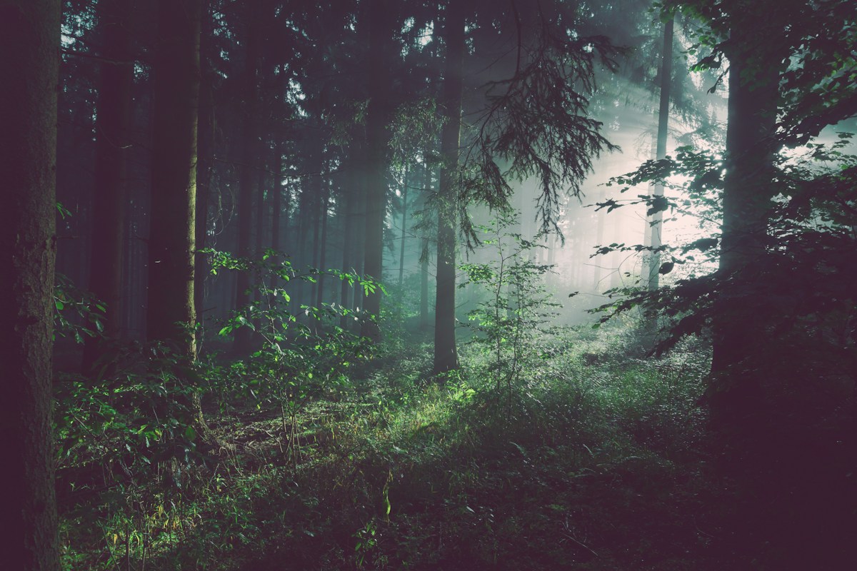 Pristine natural mountain wilderness and wildlife corridor