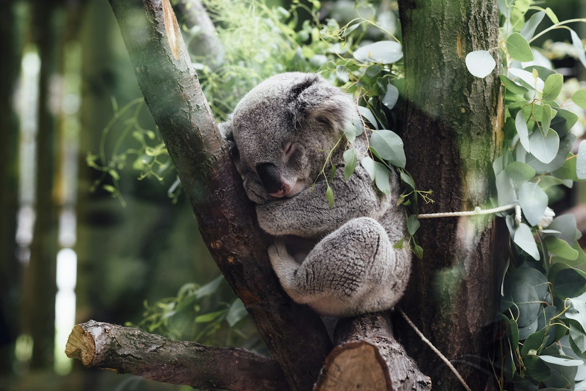 Mother koala and joey protected in eucalyptus canopy
