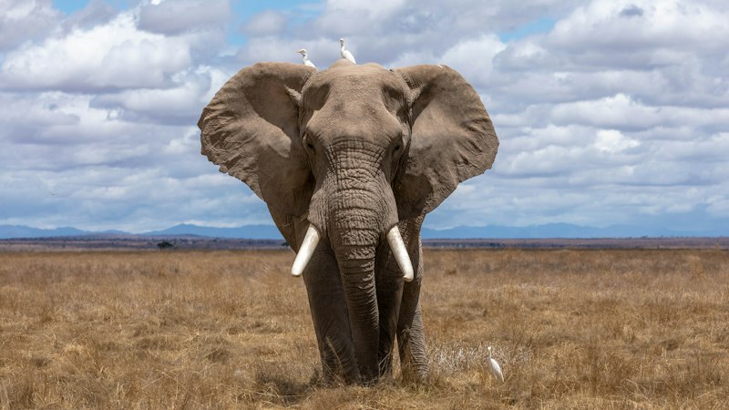 Elephants drinking peacefully at dusk